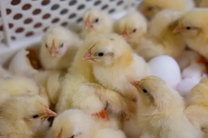 Kuikens met eierschaal