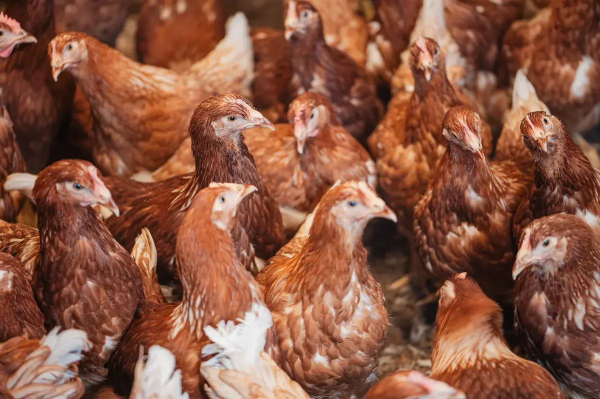 Bruine kippen in volière