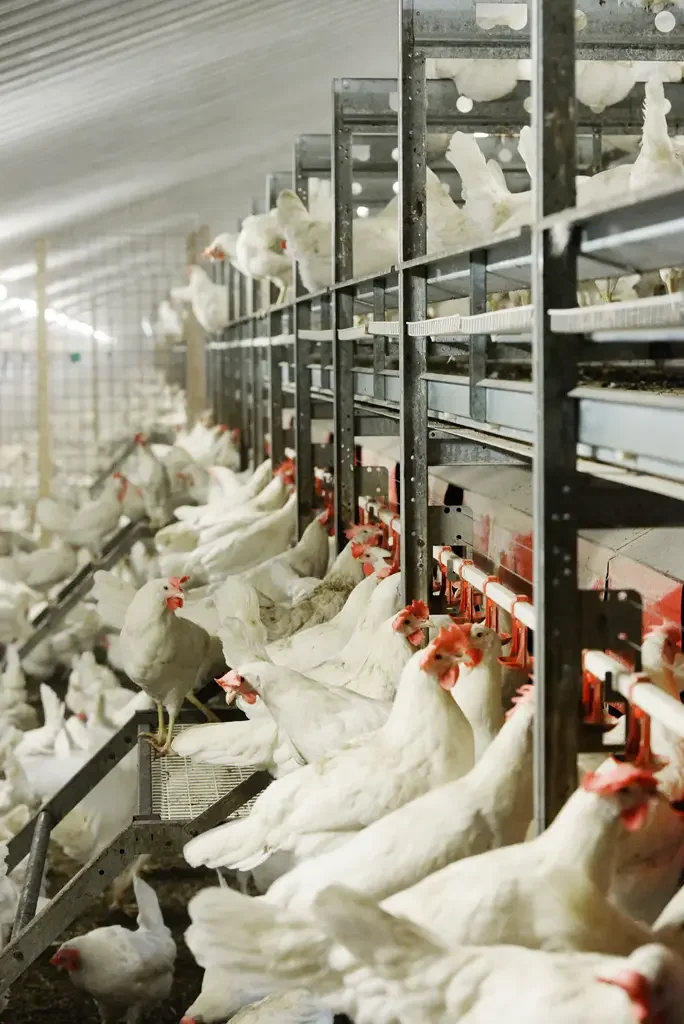 Witte scharrelkippen