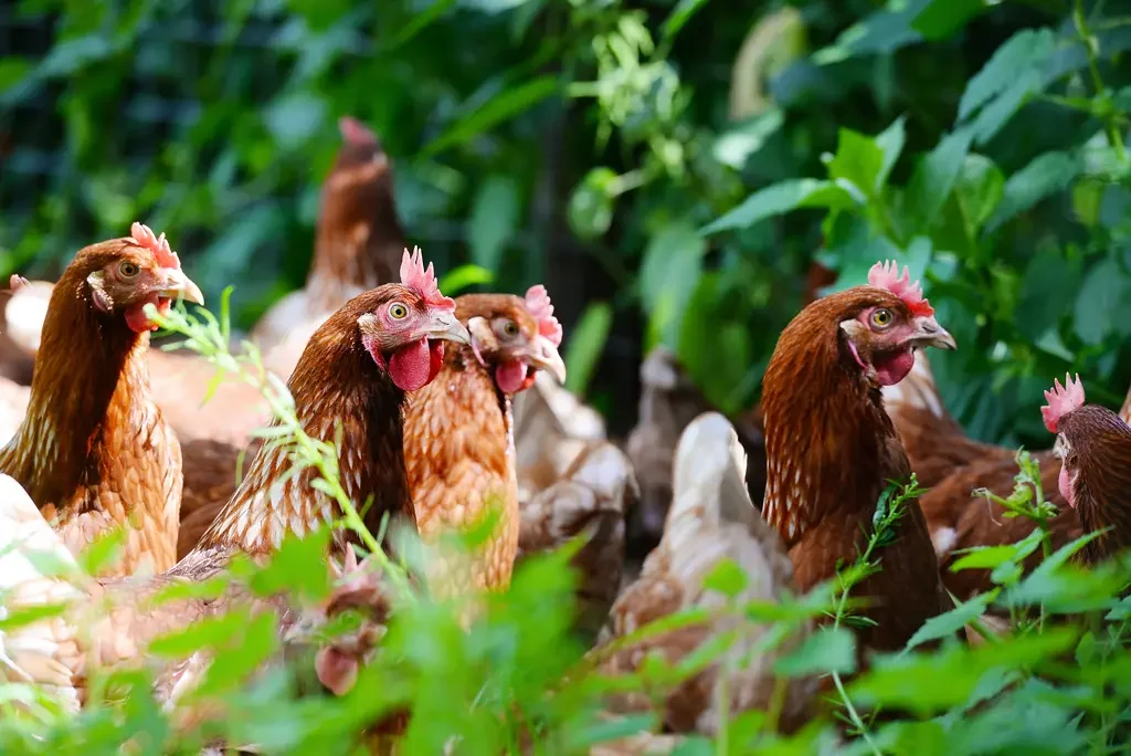 Biologische kippen bruin