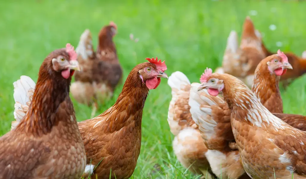 Biologische kip bruin