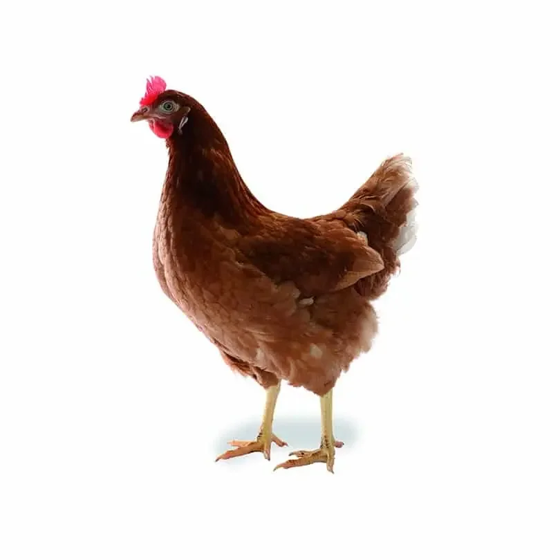 Lohmann brown classic