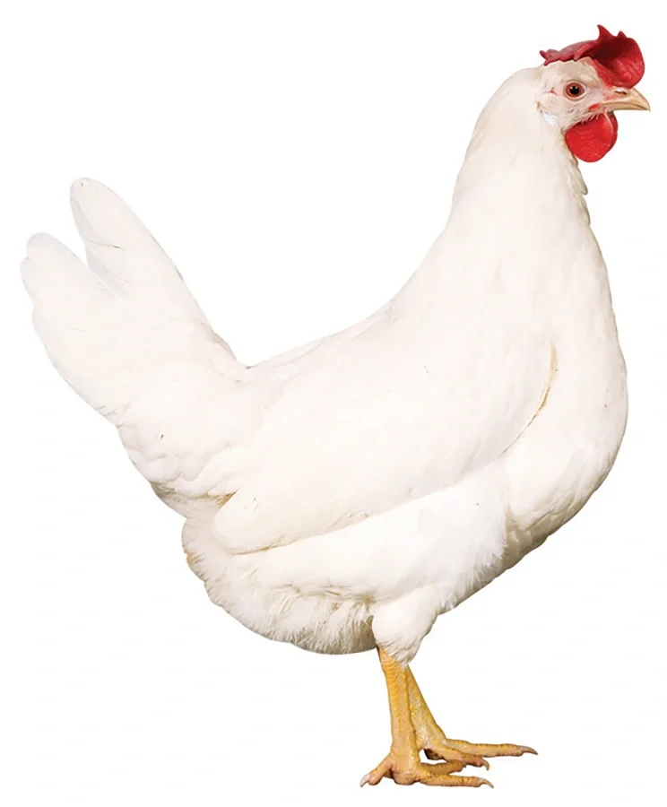 Novogen White Classic