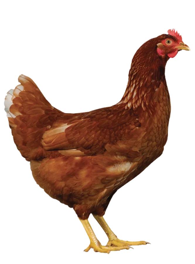 Novogen brown classic